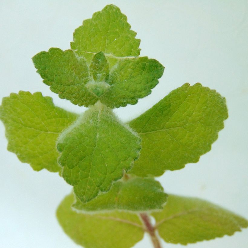 Rundblättrige Minze - Mentha suaveolens (Laub)