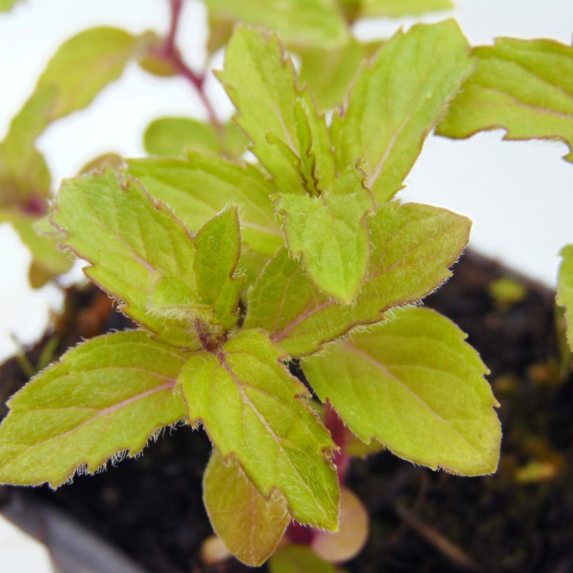 Pfefferminze Swiss - Mentha piperita (Laub)