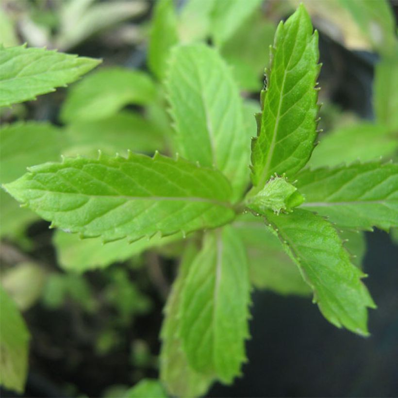 Suriso-Minze - Mentha suriso (Laub)