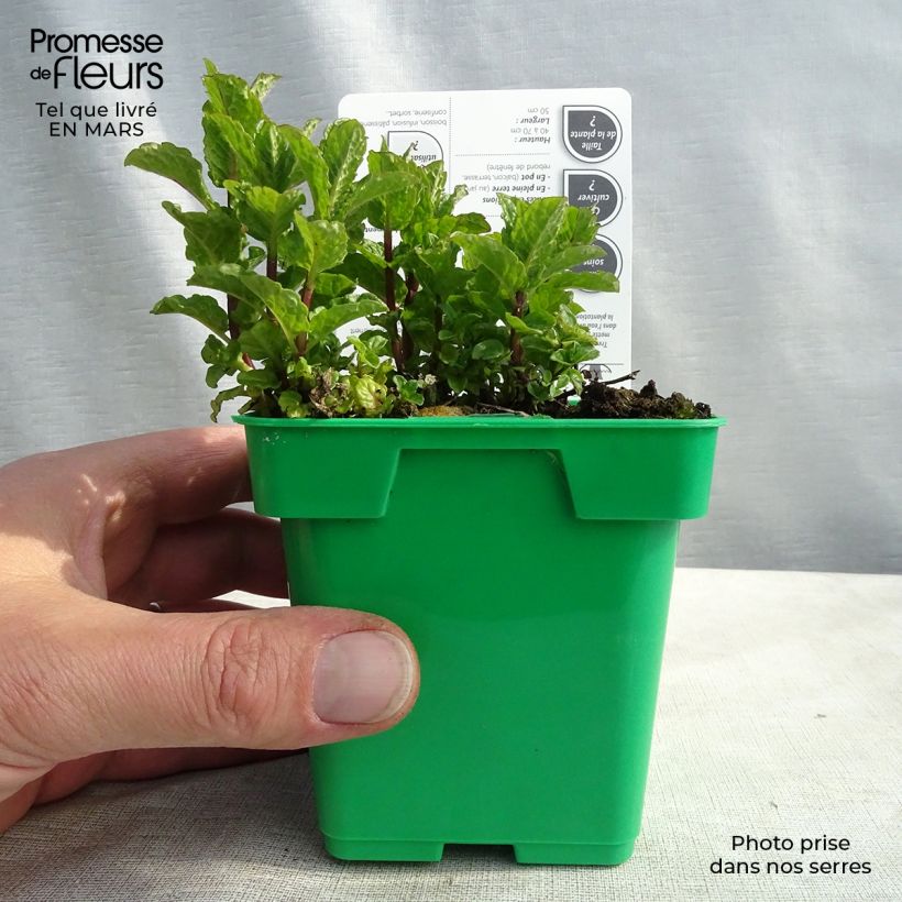 Exemplar von Menthe verte Hollywood - Mentha spicata Pot de 10 cm/11cm wie im Winter geliefert