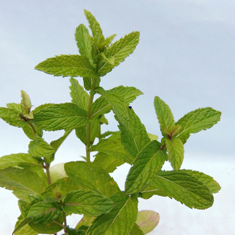 Ähren-Minze - Mentha spicata (Laub)