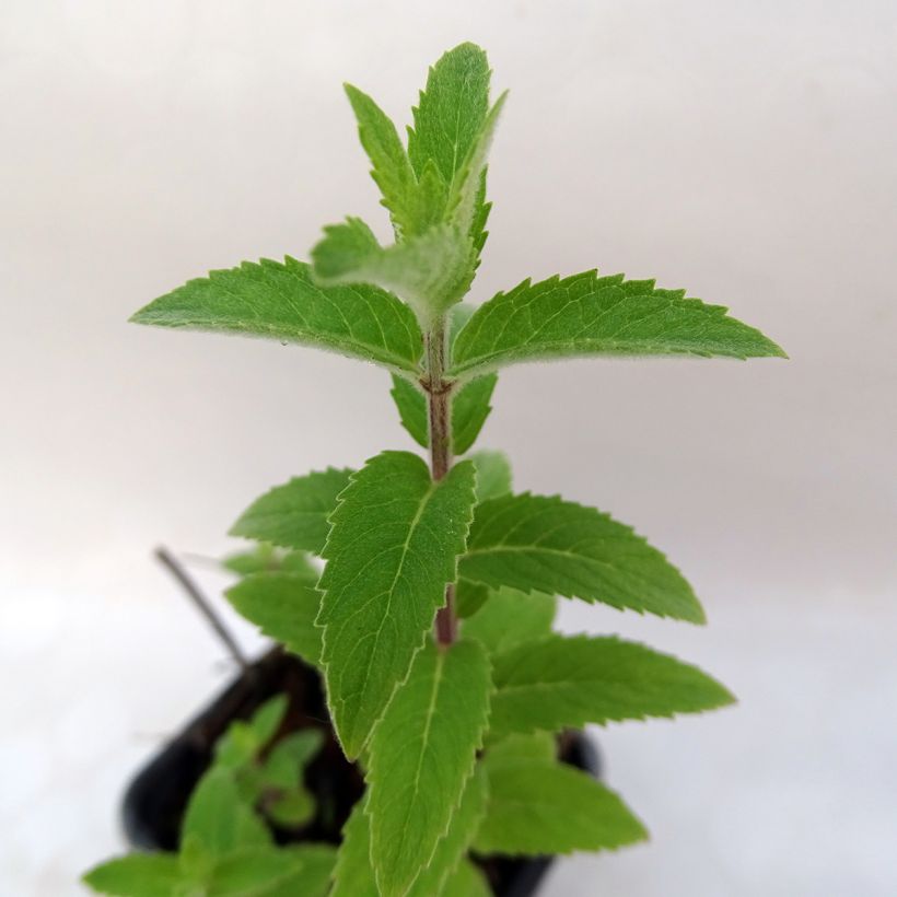 Rote Minze rubra - Mentha smithiana (Laub)