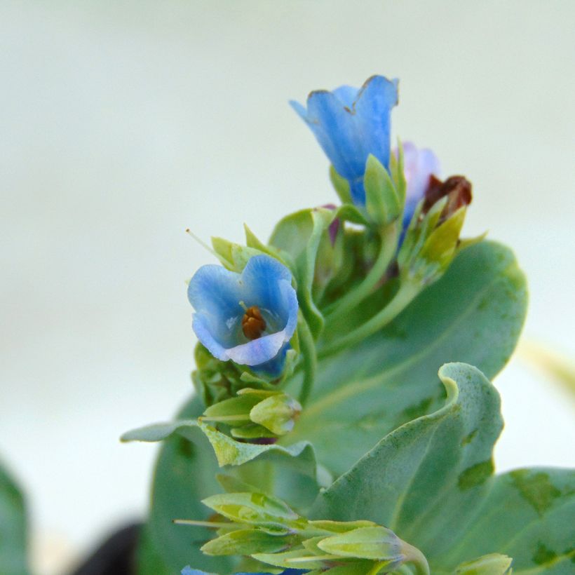 Pferdezunge - Mertensia maritima (Blüte)