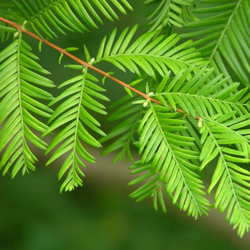 Metasequoia glyptostroboides - Urweltmammutbaum (Laub)