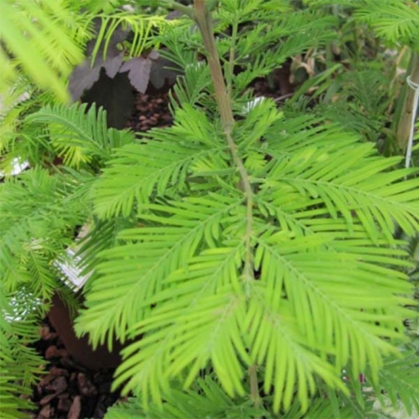 Metasequoia glyptostroboides Chubby - Urweltmammutbaum (Laub)