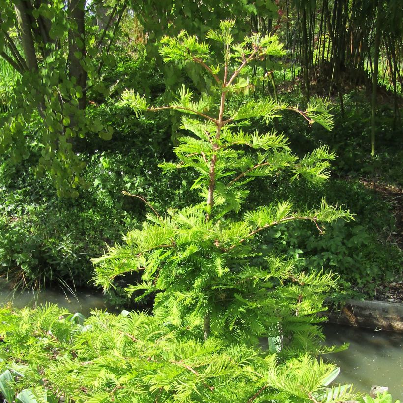 Metasequoia glyptostroboides Chubby - Urweltmammutbaum (Hafen)