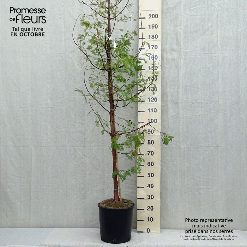 Exemplar von Metasequoia glyptostroboides en pot de 18/20L wie im Herbst geliefert