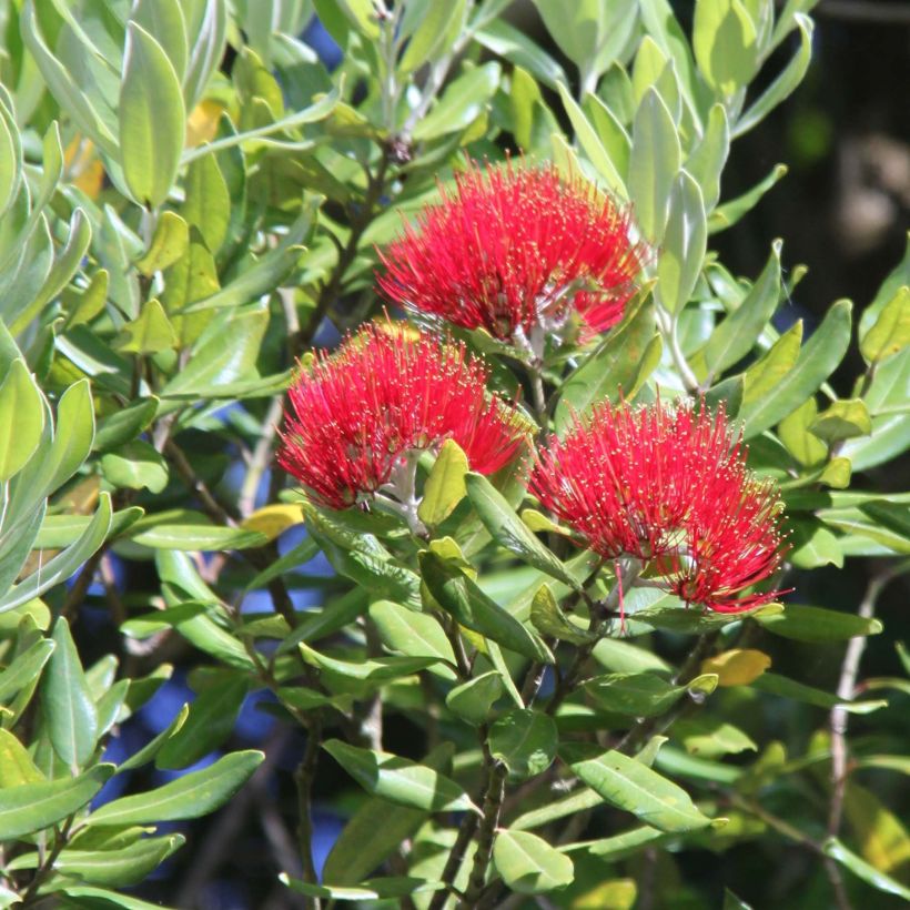 Metrosideros Mistral - Eisenholzbaum (Blüte)