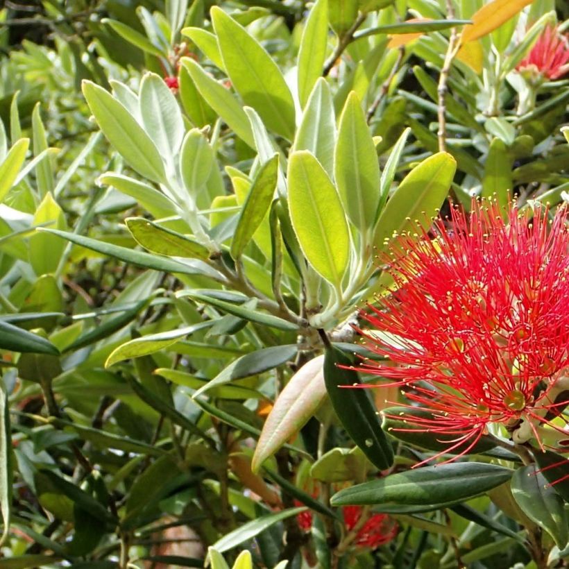 Metrosideros excelsa - Neuseeländischer Eisenholzbaum (Laub)