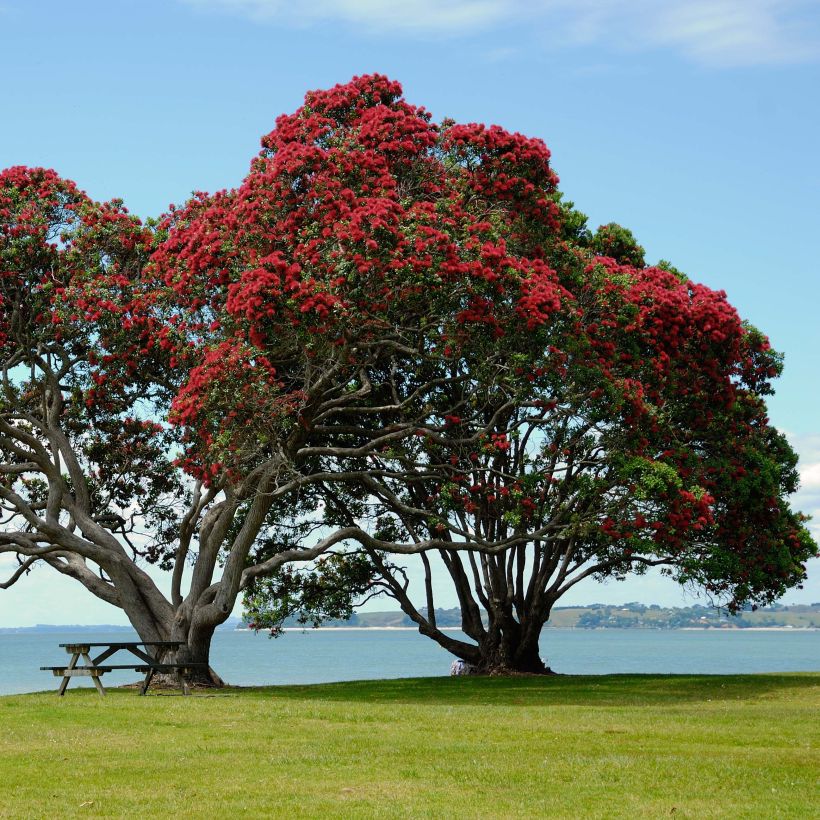 Metrosideros excelsa - Neuseeländischer Eisenholzbaum (Hafen)