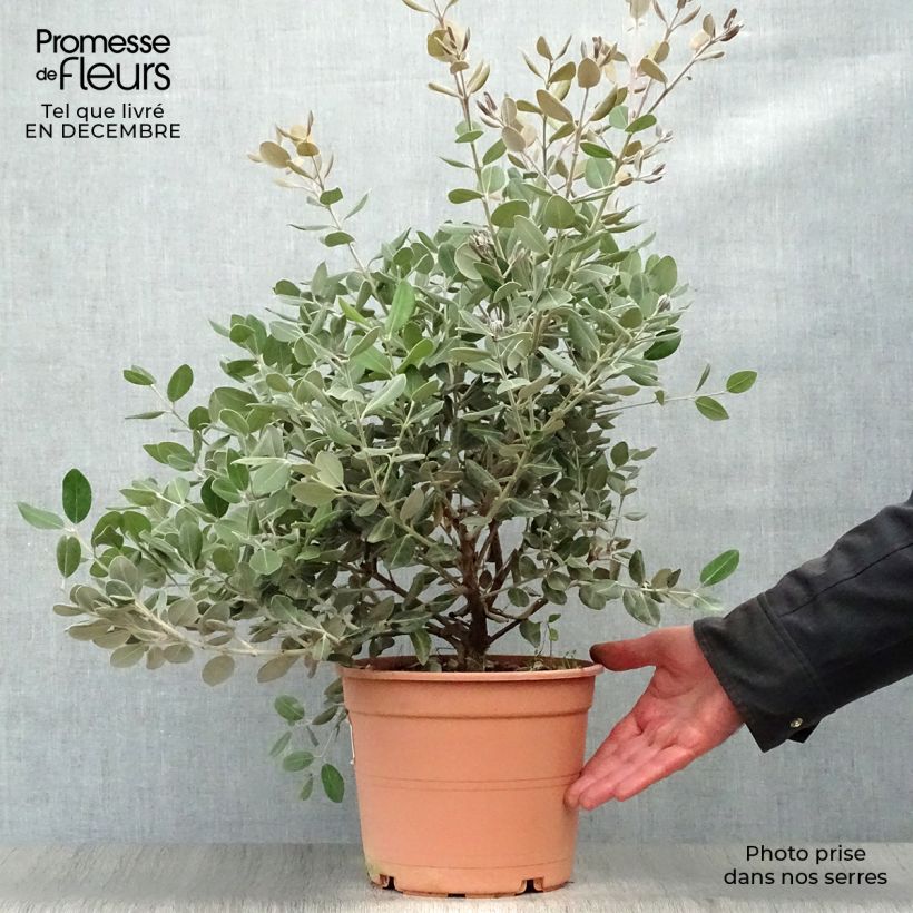 Exemplar von Metrosideros excelsa - Arbre de Noël de Nouvelle-Zélande en pot de 7,5L/10L wie im Winter geliefert