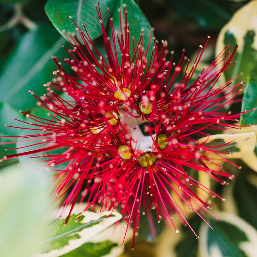 Metrosideros kermadecensis Sunninghill - Eisenholzbaum (Blüte)