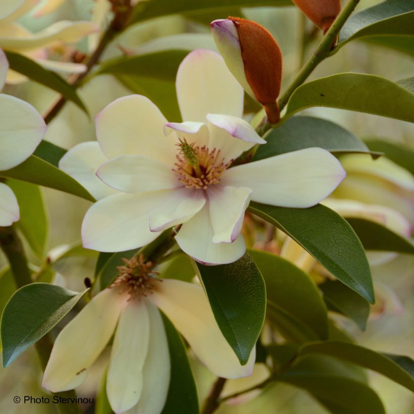 Magnolia Fairy Lime - Magnolie (Blüte)