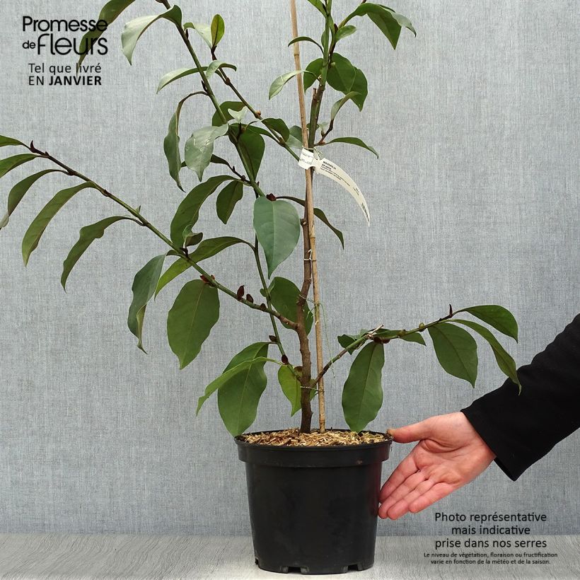 Exemplar von Michelia (x) foggii Allspice - Michelia hybride Pot de 5L wie im Winter geliefert