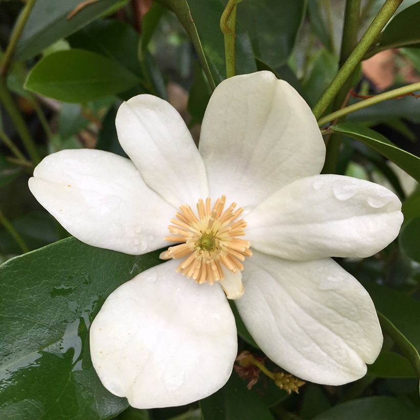 Magnolia yunnanensis - Yunnan-Magnolie (Blüte)