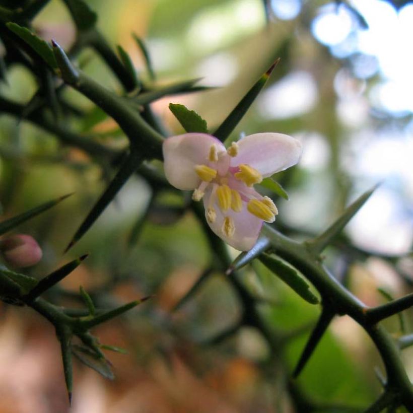 Fingerlimette - Microcitrus australasica (Blüte)