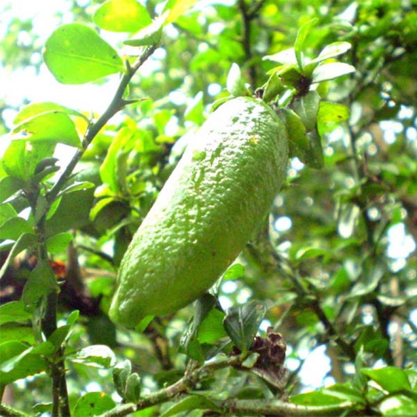 Fingerlimette - Microcitrus australasica (Ernte)