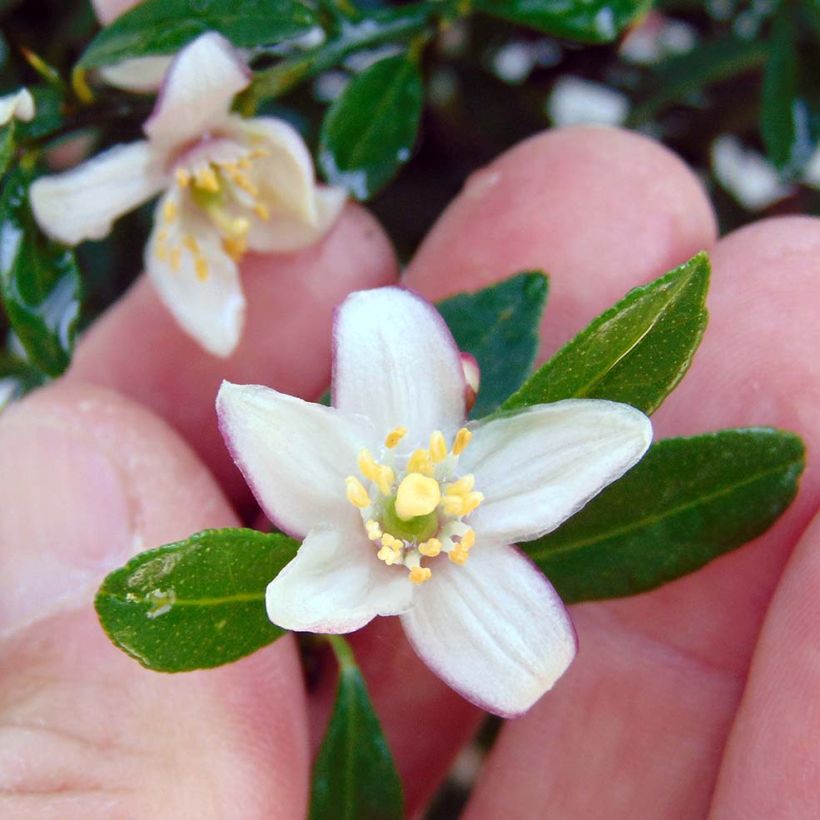 Fingerlimette Verde - Microcitrus australasica (Blüte)