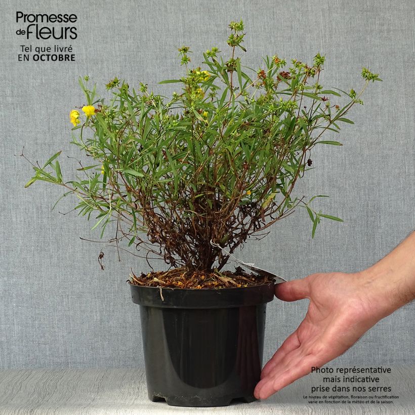 Exemplar von Millepertuis - Hypericum densiflorum Buttercup Pot de 2L/3L wie im Herbst geliefert