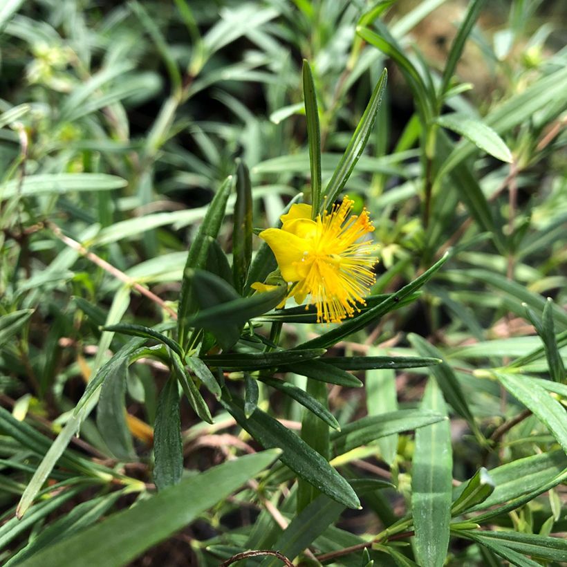 Hypericum densiflorum Buttercup - Johanniskraut (Laub)