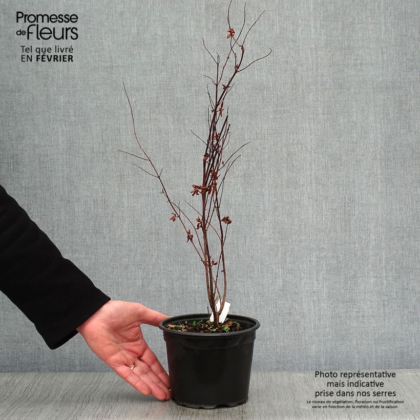 Exemplar von Millepertuis - Hypericum inodorum Elstead Pot de 1.5L/2L wie im Winter geliefert