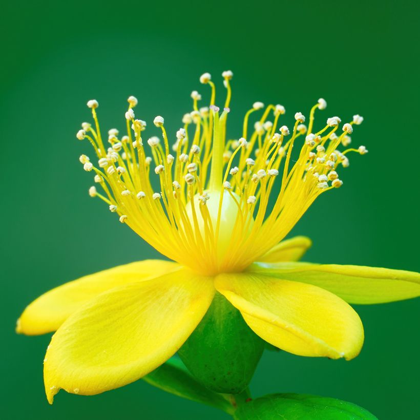 Hypericum Miracle Pistache - Johanniskraut (Blüte)