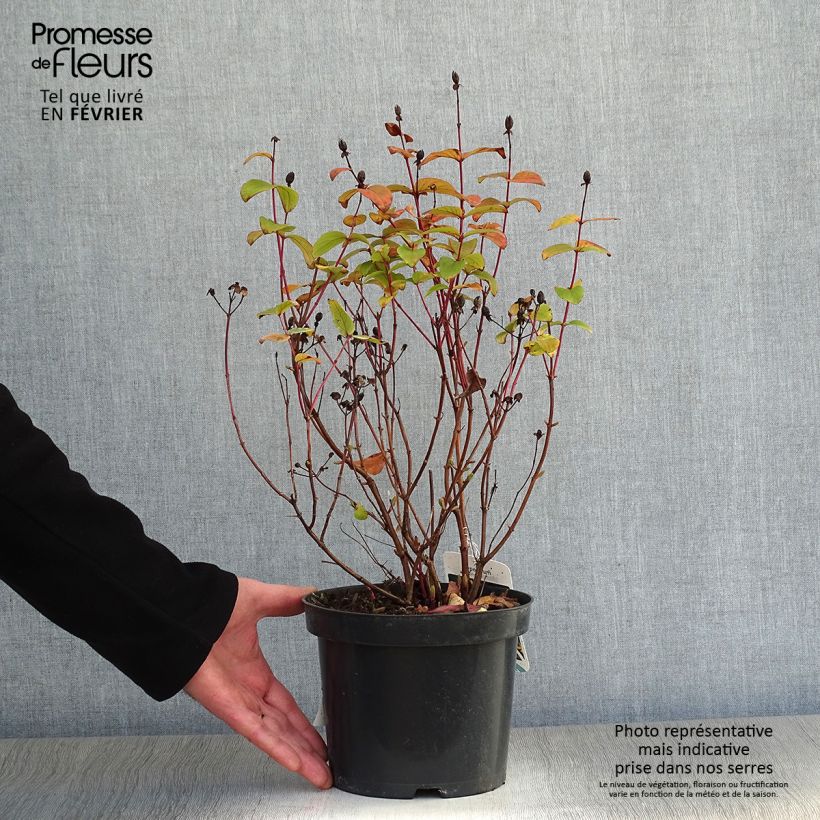 Exemplar von Millepertuis - Hypericum inodorum Rheingold Pot de 1L/1.5L wie im Winter geliefert