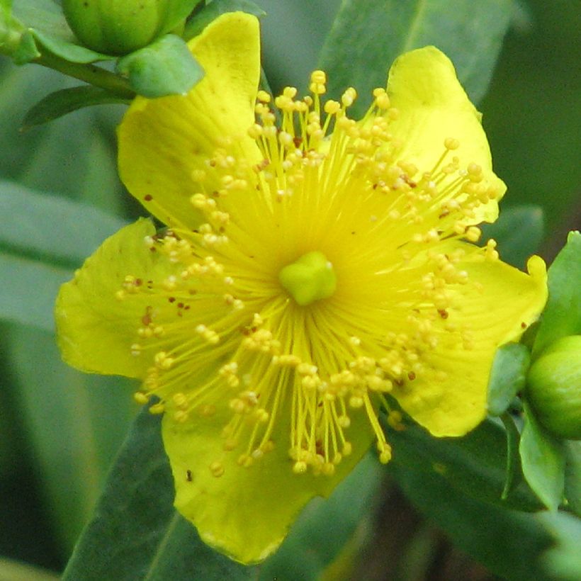 Hypericum kalmianum Cobalt-n-Gold - Johanniskraut (Blüte)