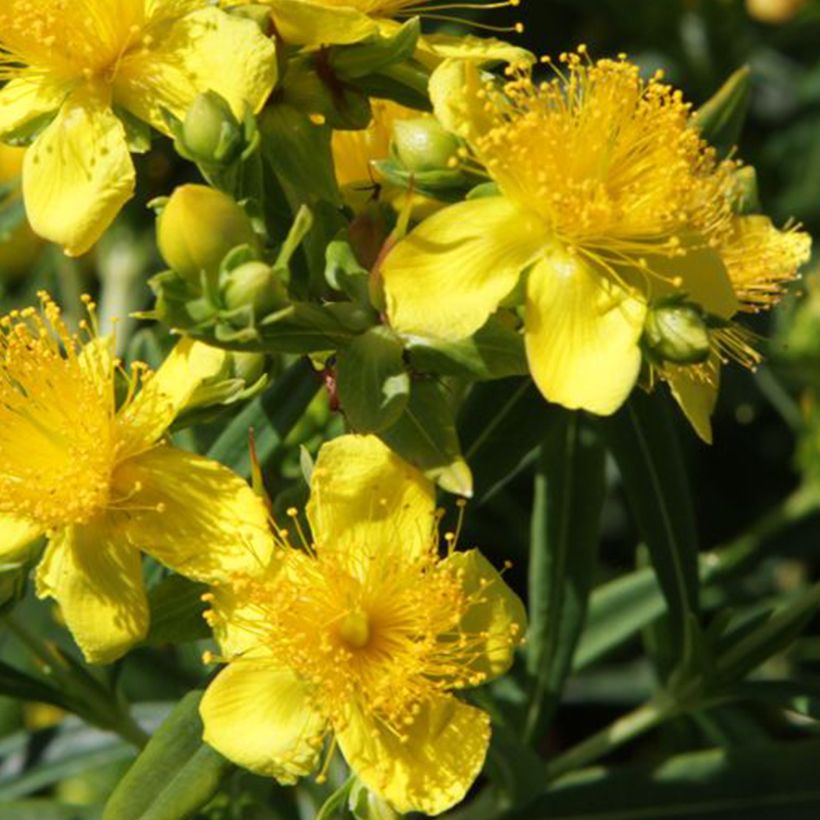 Hypericum kalmianum Sunny Boulevard - Johanniskraut (Blüte)