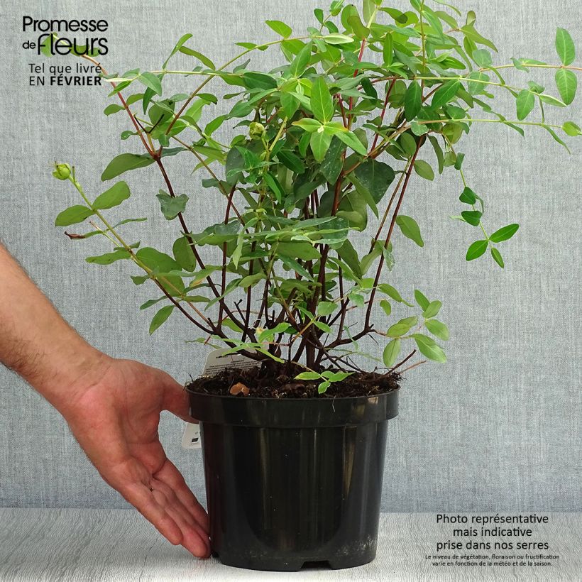 Exemplar von Millepertuis - Hypericum (x) moserianum Pot de 2L/3L wie im Herbst geliefert