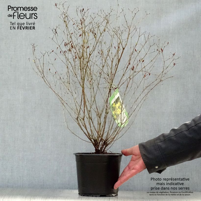 Exemplar von Millepertuis de kalmian - Hypericum kalmianum Gemo Pot de 3L/4L wie im Winter geliefert