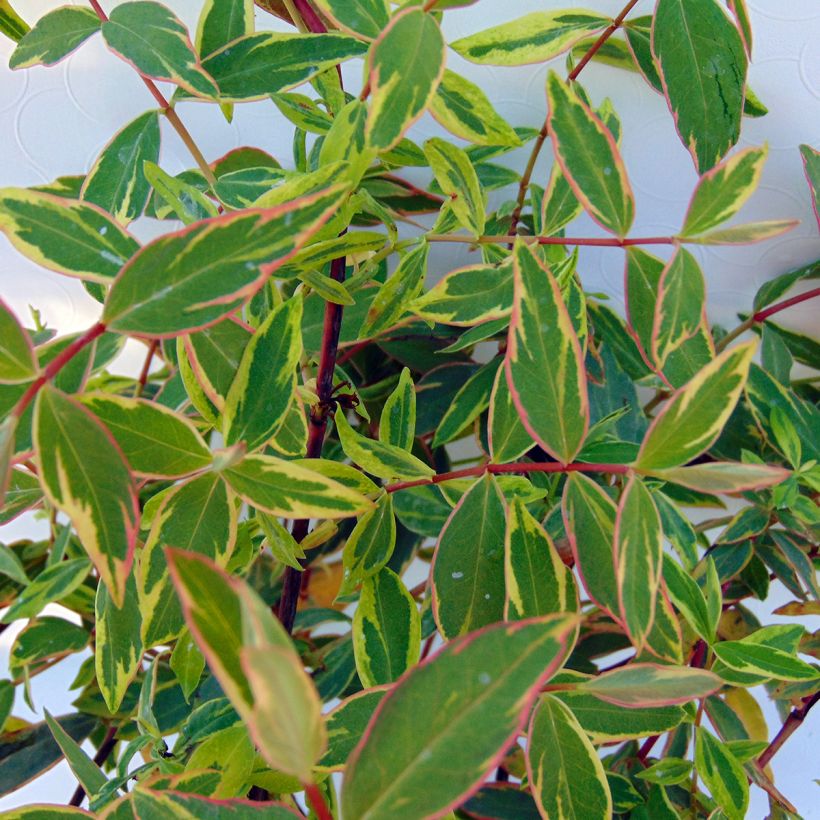 Hypericum moserianum Tricolor - Johanniskraut (Laub)