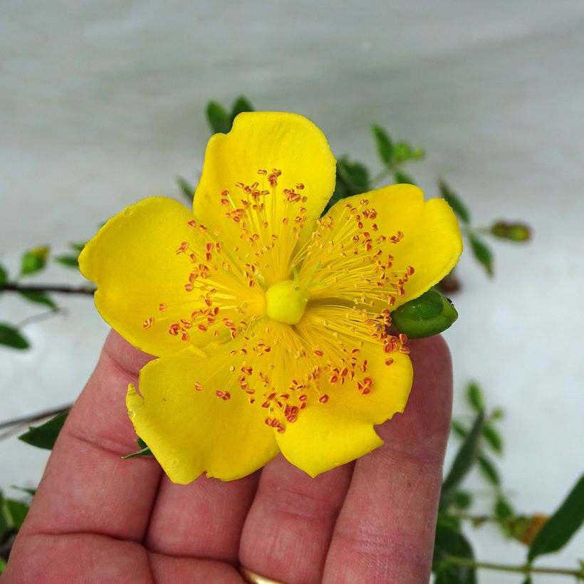 Hypericum moserianum Tricolor - Johanniskraut (Blüte)