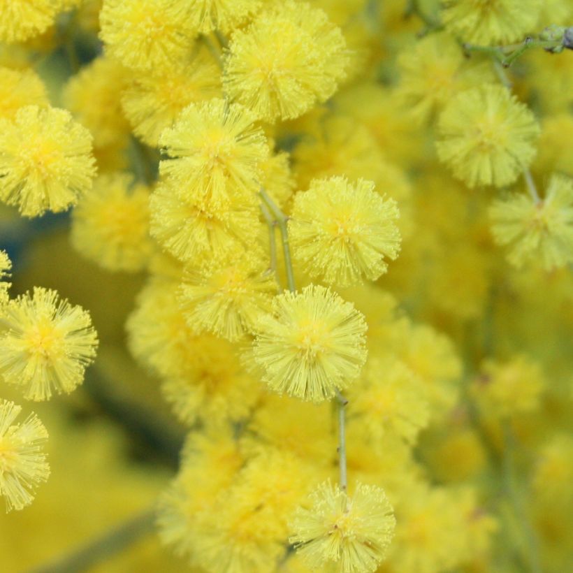 Acacia howittii Clair De Lune - Akazie (Blüte)