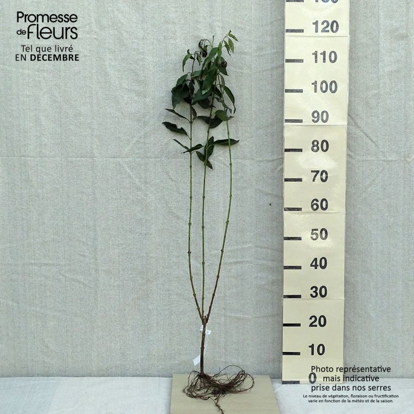 Exemplar von Mimosa de Paris - Forsythia x intermedia Lynwood 3/5tiges en racines nues wie im Winter geliefert