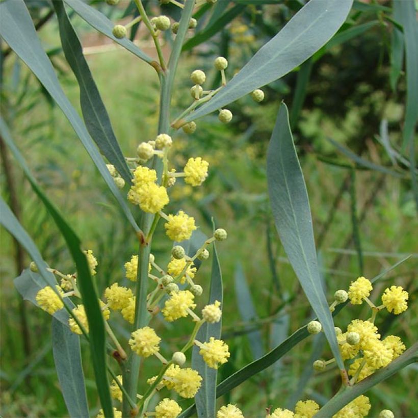 Acacia retinodes - Immergrüne Akazie (Laub)