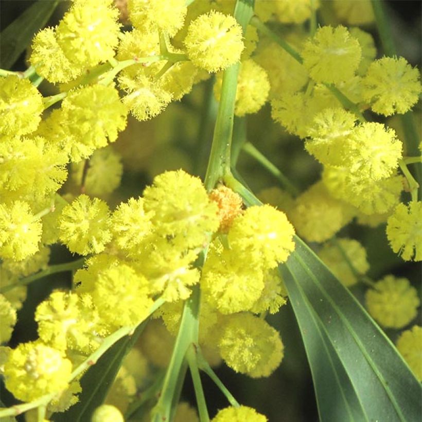 Acacia retinodes - Immergrüne Akazie (Blüte)