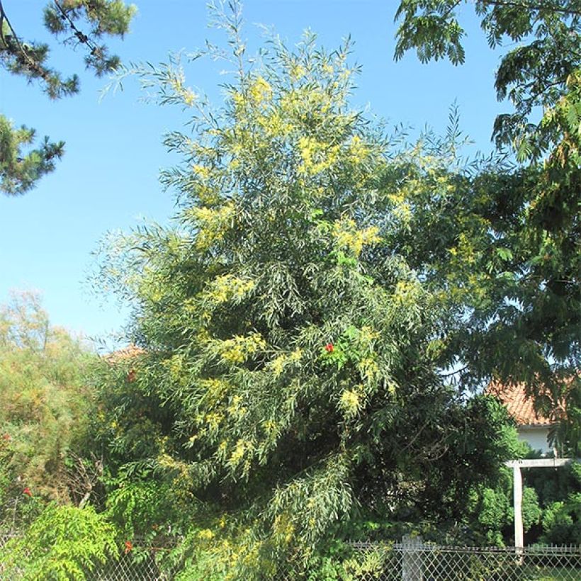 Acacia retinodes - Immergrüne Akazie (Hafen)