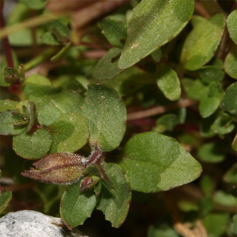 Gauklerblume - Mimulus tilingii (Laub)