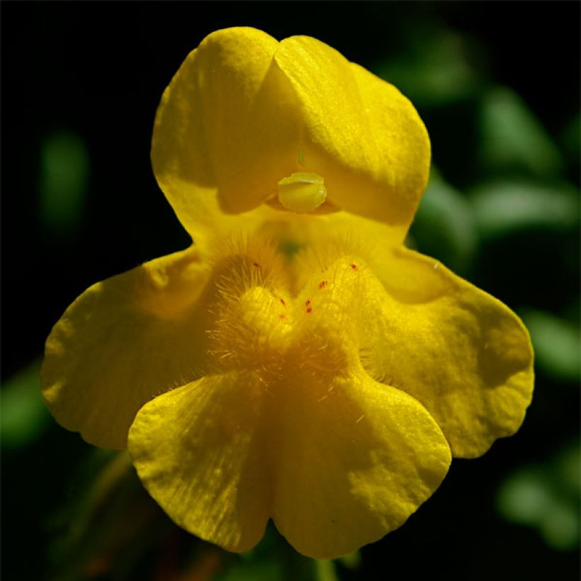 Gauklerblume - Mimulus tilingii (Blüte)