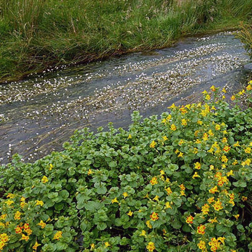 Rotgefleckte Gauklerblume - Mimulus luteus (Laub)