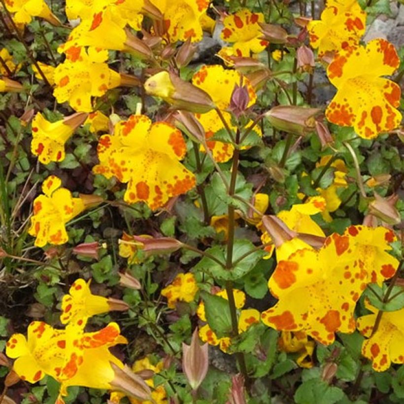 Rotgefleckte Gauklerblume - Mimulus luteus (Blüte)