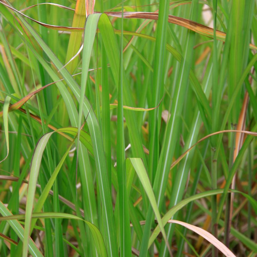 Riesen-Chinaschilf - Miscanthus floridulus (Laub)