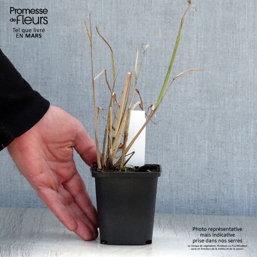 Exemplar von Miscanthus nepalensis - Miscanthus du Népal Godet de 9cm wie im Frühjahr geliefert