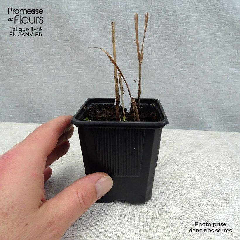 Exemplar von Miscanthus sacchariflorus - Roseau de Chine en godet de 8 cm wie im Winter geliefert