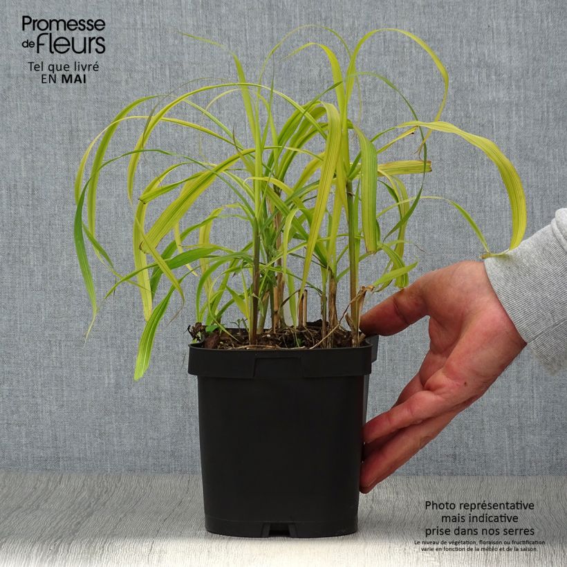 Exemplar von Miscanthus sacchariflorus - Roseau de Chine en pot de 2/3 litres wie im Frühjahr geliefert