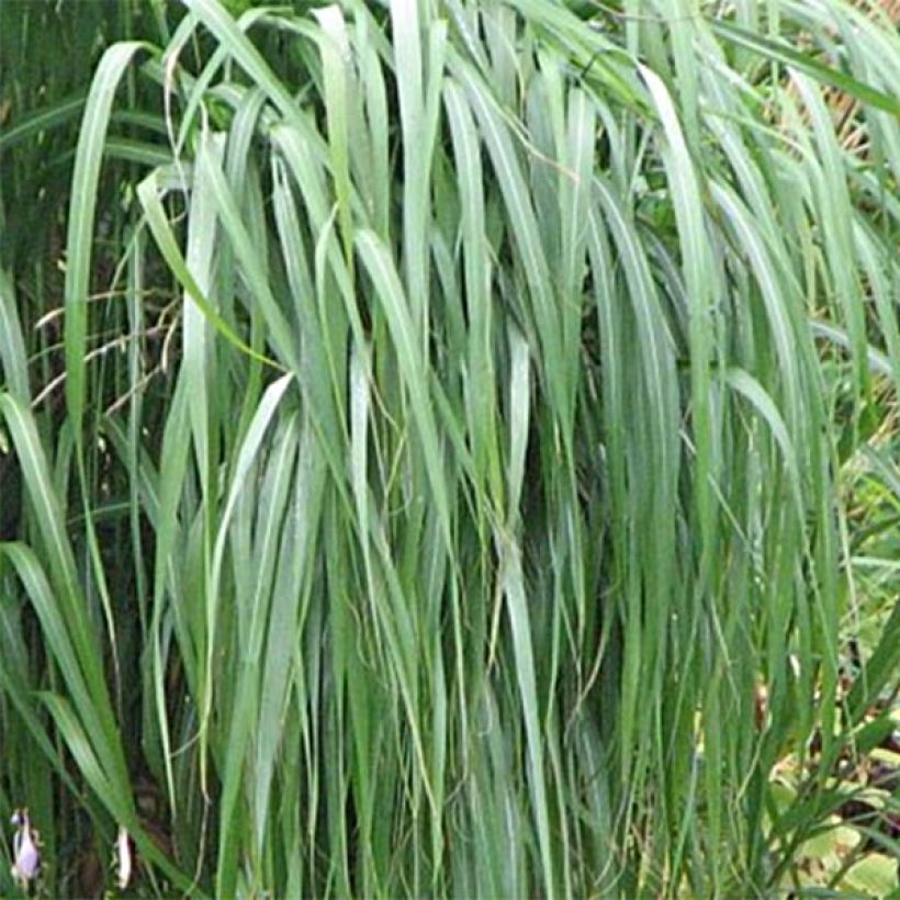 Amur-Silbergras - Miscanthus sacchariflorus (Laub)