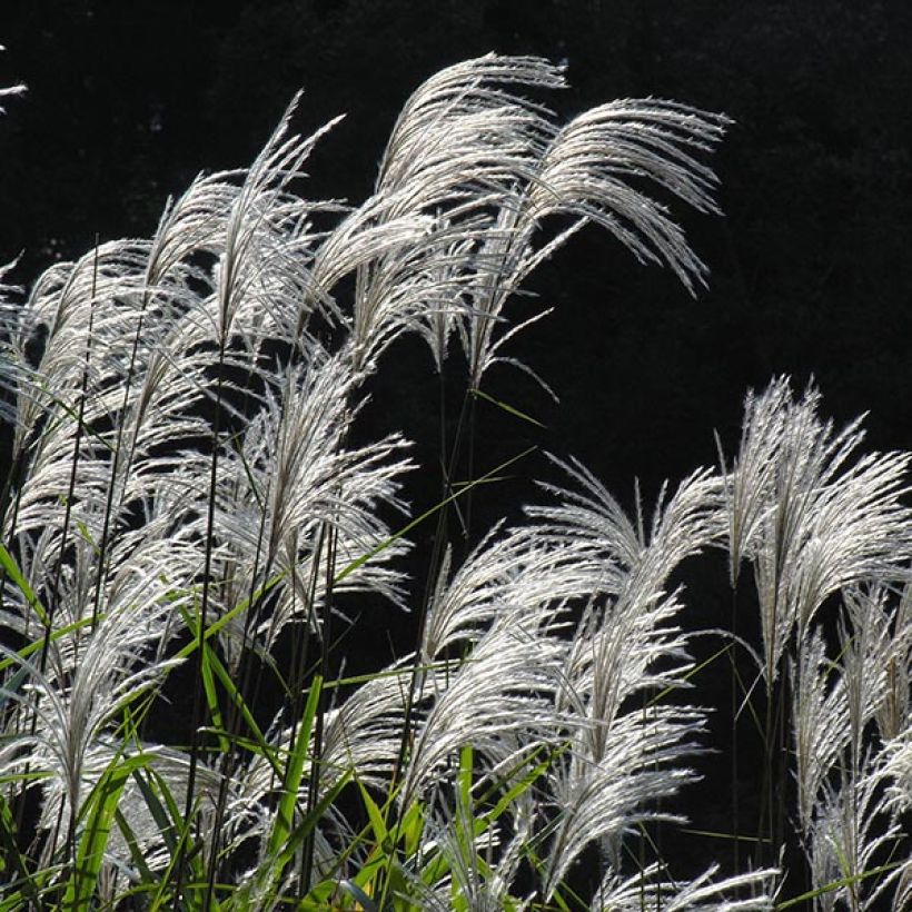 Amur-Silbergras - Miscanthus sacchariflorus (Blüte)