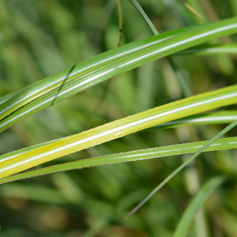 Chinaschilf Adagio - Miscanthus sinensis (Laub)