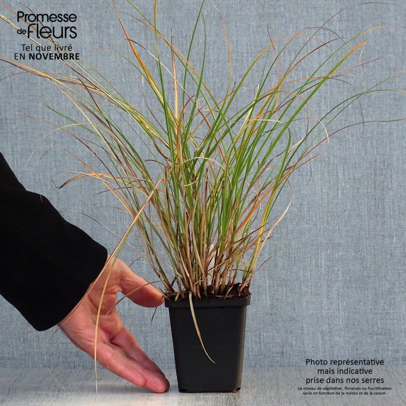 Exemplar von Chinaschilf Adagio - Miscanthus sinensis wie im Herbst geliefert